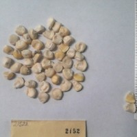 CIMMYTMA 2152 - Reference Inventory.jpg