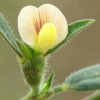 2982 flower