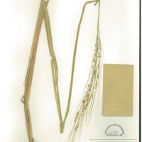 IRGC 88892 Herbarium