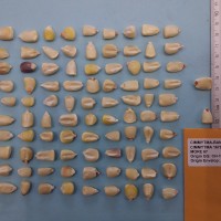 CIMMYTMA 16799 - Reference Inventory.jpg