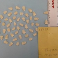 CIMMYTMA 5498 - Reference Inventory.jpg