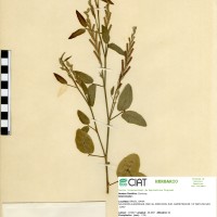 7534 herbarium