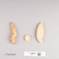 CIP 400080 (root).jpg