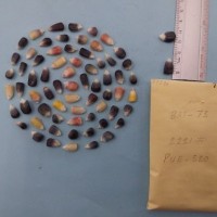 CIMMYTMA 7729 - Reference inventory.jpg