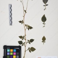 CIP 761459_OCH 12099_05.jpg