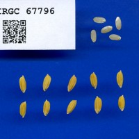 IRGC 67796 Seed Photo