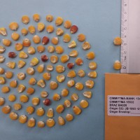 CIMMYTMA 15532 - Reference Inventory.jpg