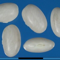 G16109 seed.jpg