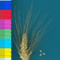 CWI56051_52594_1087.jpg