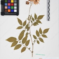 CIP 761392_OCH 12011_02.jpg