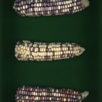 CIMMYTMA 16305 ZACA 137 BA22U-2903-33 E1.jpg