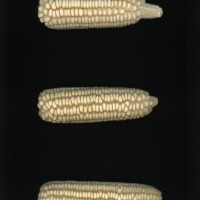 CIMMYTMA 272 GUAN 65 PV22A-1903-80 E13940 _compress.jpg