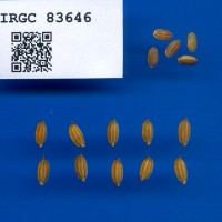 IRGC 83646 Seed Photo