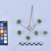 CIP 761157_OCH 10977_buk_B_2024.jpg