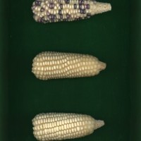 CIMMYTMA 1078 GUAT 151 AF19A-0903-8 E1.jpg