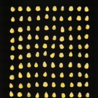 CIMMYTMA 19033 PAZM 07043 AF18A-0903-161 K.jpg