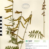 8375 herbarium