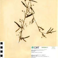19492 herbarium