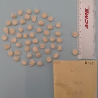 CIMMYTMA 5187 - Reference Inventory.jpg