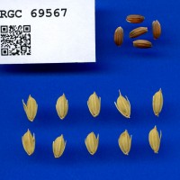 IRGC 69567 Seed Photo