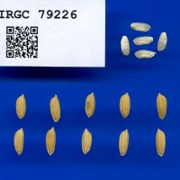 IRGC 79226 Seed Photo