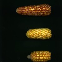 CIMMYTMA 3848 PANA 168 AF20A-0903-60 E1.jpg