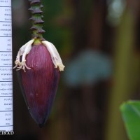 6.5.5 - Colour of the bract internal face