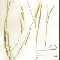 IRGC 100195 Herbarium