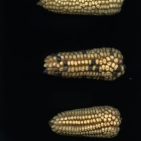 CIMMYTMA 10597 QUER 5 BA21U-2903-59 E_compress.jpg