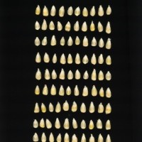 CIMMYTMA 27103 HIDA 114 TC20U 2903 173 K0160 _compress.jpg