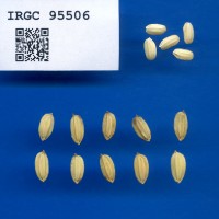 IRGC 95506 Seed Photo