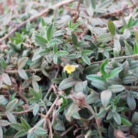 Stylosanthes guianensis 11826 open flower.JPG
