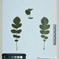 CIP 760862 herbarium