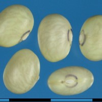 G24089C seed.jpg