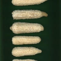 CIMMYTMA 4955 BRAZ 2101 AF22A-0903-99 C_compress.jpg