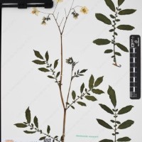 CIP 762633_OCHS 12602_10.jpg