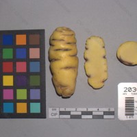 CIP 203042 Tuber