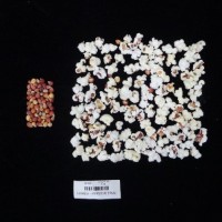 Popped and not popped comparison labeled.jpg