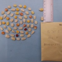 CIMMYTMA 7844 - Reference inventory.jpg