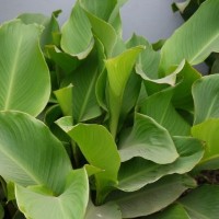 CIP 206063 (plant).jpg