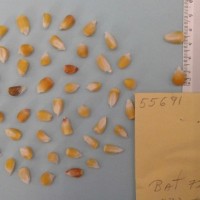 CIMMYTMA 5569 - Reference Inventory.jpg