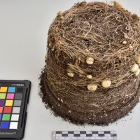 CIP765698_RPSP 010_Tb.JPG