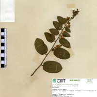 23991 herbarium