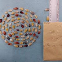 CIMMYTMA 8476 - Reference inventory.jpg