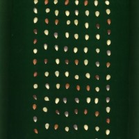 CIMMYTMA 27147 BRAZ PR032 AF19A-0903-199 K.jpg