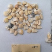 CIMMYTMA 1991 - Reference Inventory.jpg