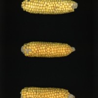 CIMMYTMA 18604 PERU 825 TC20U 2903 17 E1810 _compress.jpg