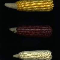 CIMMYTMA 5202 GUAT 158 AF20A-0903-105 E1.jpg