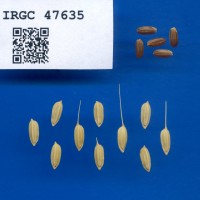 IRGC 47635 Seed Photo