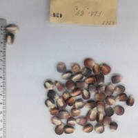 CIMMYTMA 436 - Reference Inventory.jpg